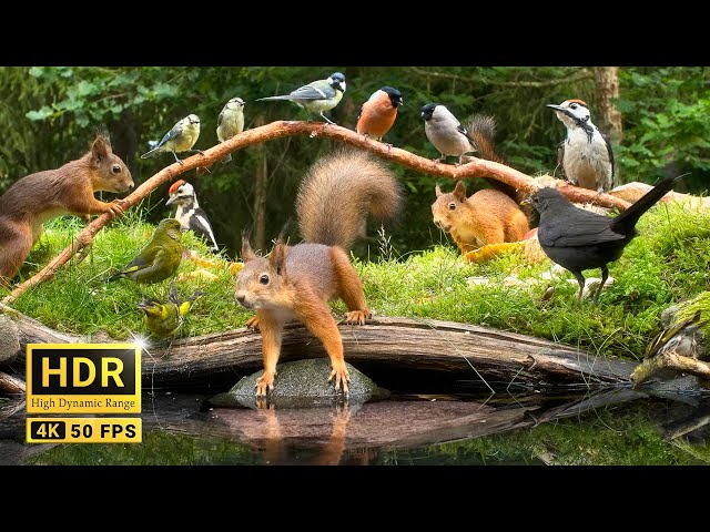 Squirrel and Bird Watching: 10 hours Nature Fun for Cats & Dogs & Humans Alike  (4K HDR)