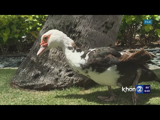 DOH investigates human contacts with infected H5N1 flocks in Hawaii