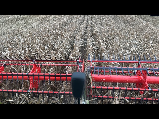 Live maize harvest