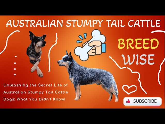 Unveiling the Australian Stumpy Tail Cattle Dog: A Remarkable Breed from the Australian Outback