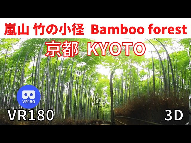 VR180  Path of bamboo forest in Arashiyama, Kyoto Japan : 京都 嵐山 竹の小径 01