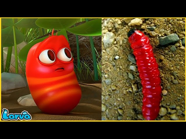 LARVA SEASON 3 EPISODE 168 : COMICS | MINI SERIES FROM ANIMATION LARVA | THE BEST OF FUNNY CARTOON