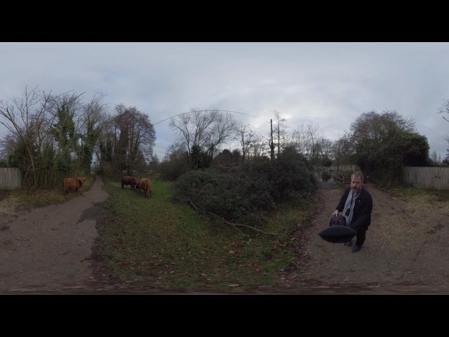 Some cows (McMoos) on the footpath near Odiham Castle