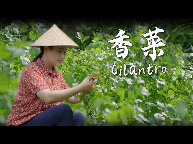 Cilantro—the essence of seasonal flavors and my "soulmate" in the kitchen 【滇西小哥】