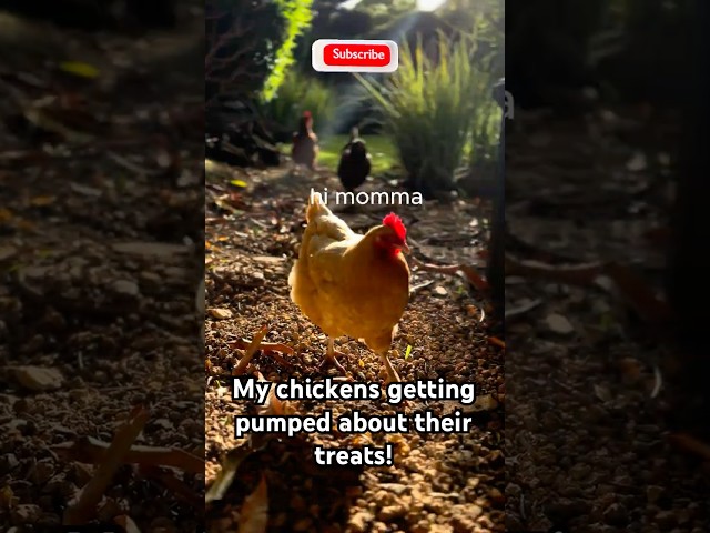 Bougie chickens get PUMPED about their afternoon treats lol #cuteanimals #backyardanimals #chicken