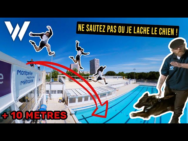 On SAUTE dans une PISCINE GARDÉE par un CHIEN