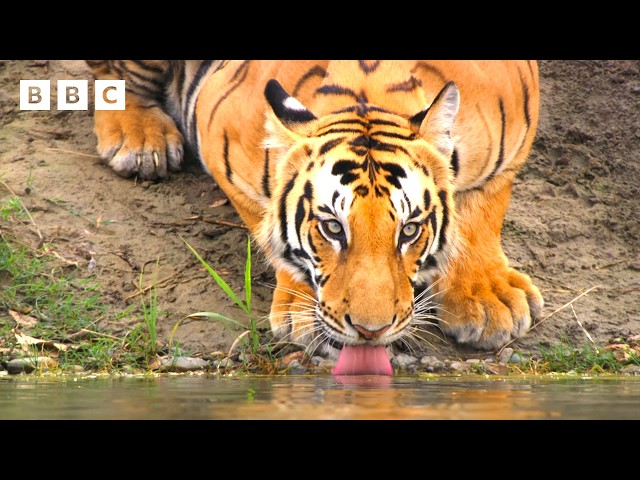 Bengal tiger mum's fierce hunt to feed her family | Asia - BBC