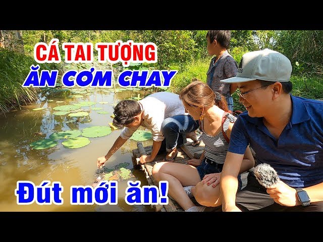 Kỳ lạ đàn Cá Tai Tượng được đút Cơm Chay mỗi ngày suốt 30 năm | DU LỊCH CỒN SƠN CẦN THƠ