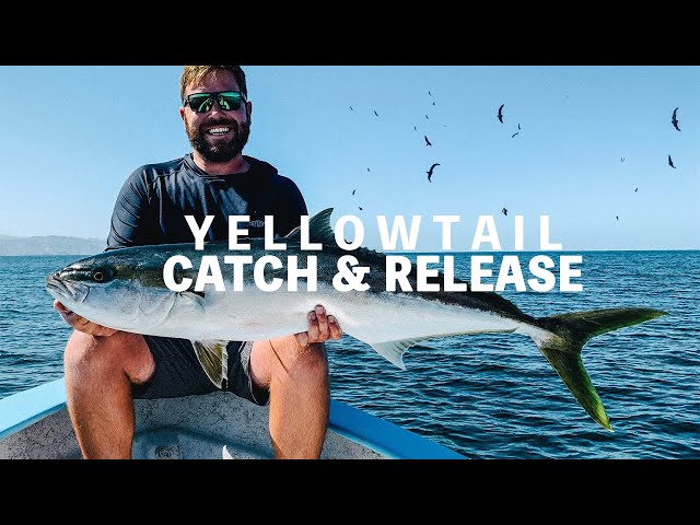 SEA OF CORTEZ Yellowtail Fishing Knife Jigs