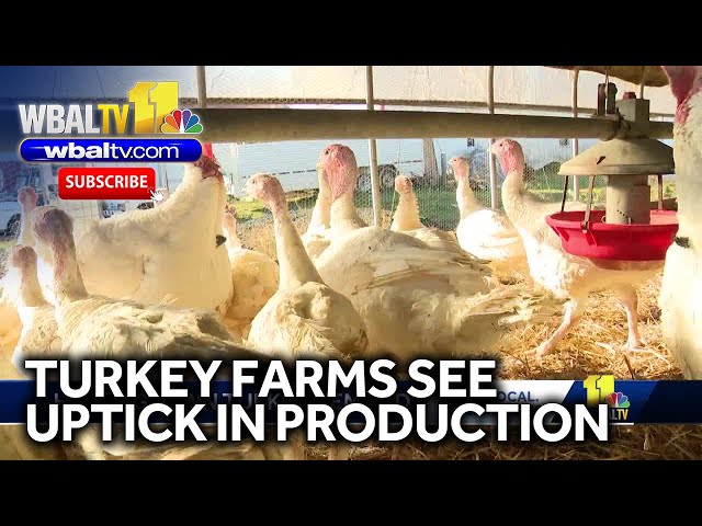 Turkey farms experience uptick in production