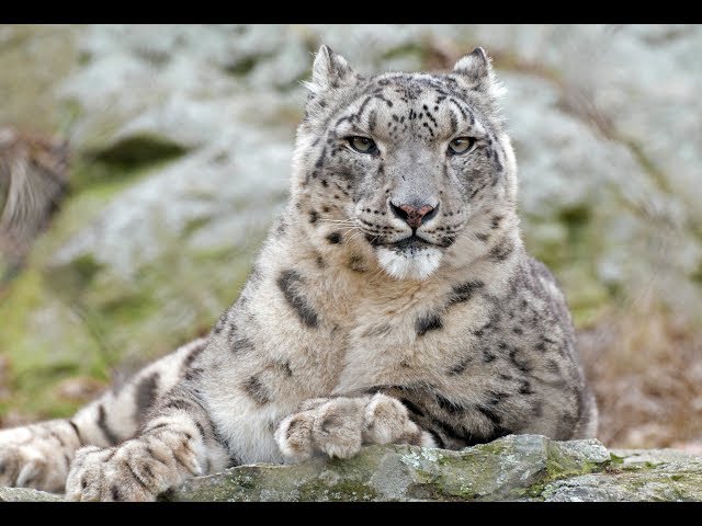 National Geographic Documentary - The Snow Leopard - Wildlife Animals