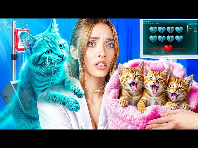 We Saved a Pregnant Cat! We Build a Secret Room for Kittens!