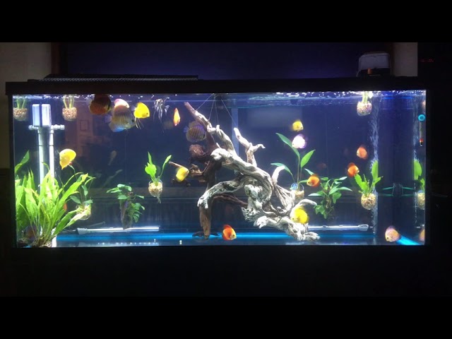 Bare-bottom fish tank ( No vacuum needed) #1