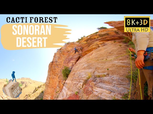 8k 3D 1,000 Feet in the Air: Surviving 12 hrs Sonoran Desert Cacti Forest Rock Climb Arizona PREVIEW