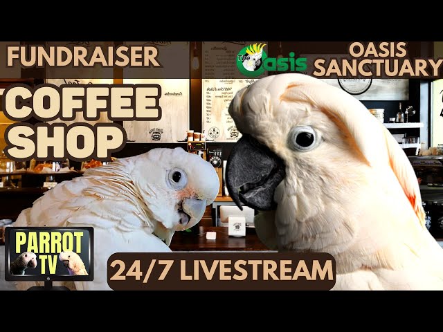 Coffee Shop Birbs | Happy Jazzy Vibes with Cozy Nature Sounds for Birds | Bird Room Vibes☕🦜❤️