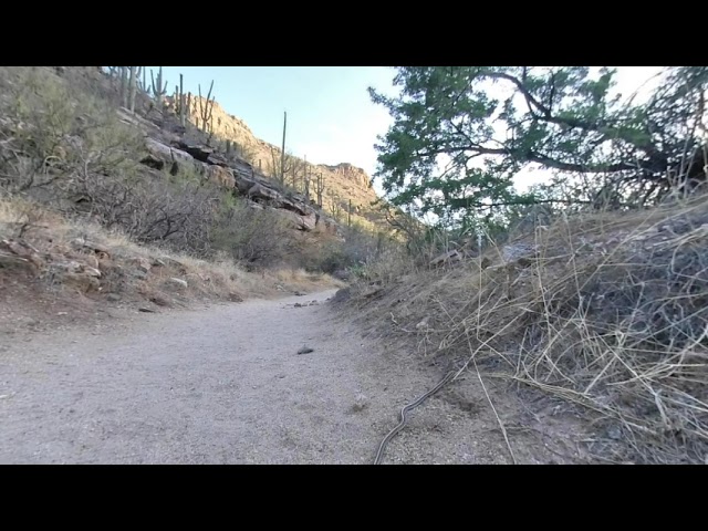 3D Patch-Nose Snake Slithers off trail, AZ