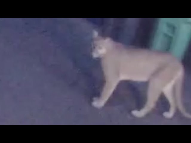 Cougar sightings near Lake Oswego