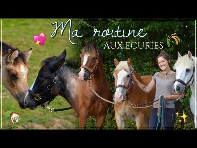 MA ROUTINE AUX ÉCURIES AVEC MES CHEVAUX 🐴 🏡🌾