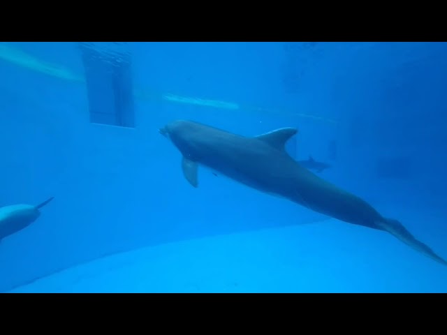 VR of Dolphins in the aquarium and wait, they swim backwards - VR Nature walk at the Zoo