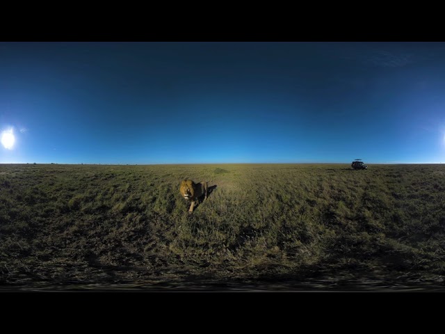 Behind the scenes - Lion approaches camera for a closer look