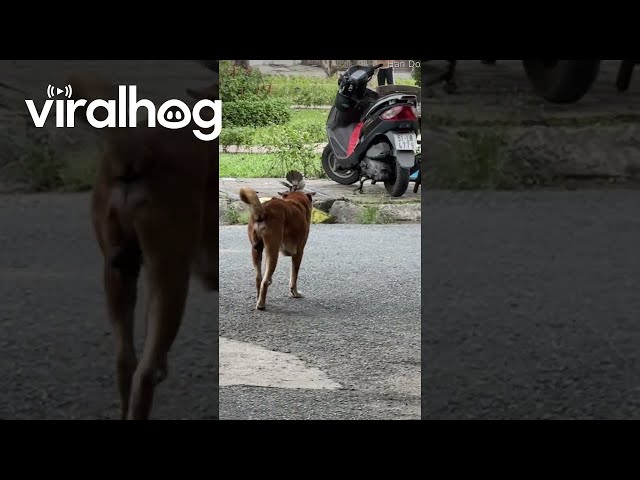 Protective Bird Pesters Passing Dog || ViralHog