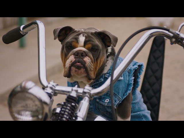 The Barkleys Meet Some Biker Dogs | Subaru Dog Tested TV Commercial