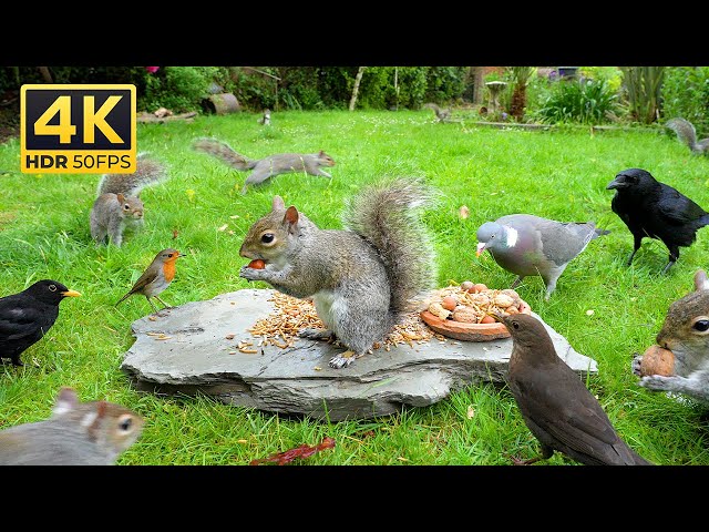 [NO ADS] Cat TV: Videos for Cats 😸 Birds & Squirrels Gather for a Rock Feastival 🕊️ Birds to Watch