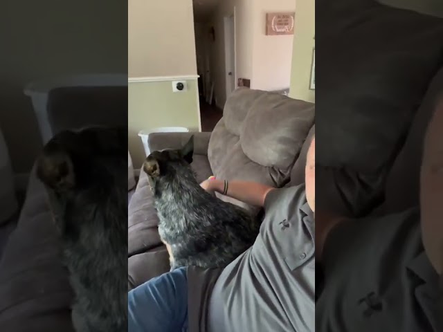 This is how calm a two year old Australian cattle dog blue heeler can be