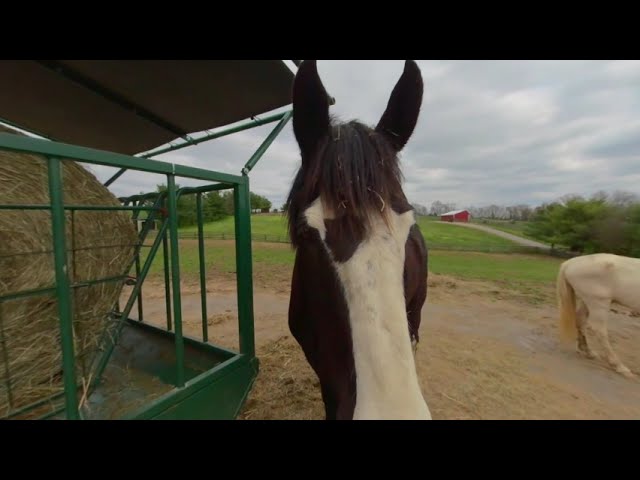 Meet Phantom at Gentle Giants Draft Horse Rescue 3D 180 VR