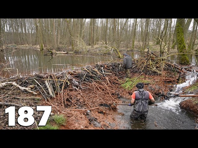 Big Dam For Two - Manual Beaver Dam Removal No.187