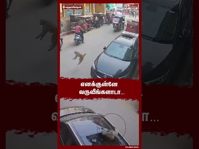 காரின் மீது விழுந்து சன் roof-ஐ உடைத்த குரங்கு..!!  #shorts | #monkey