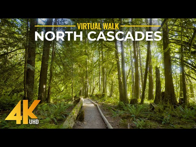 Relaxing Forest Walk 4K - Autumn Hike on Horseshoe Bend Trail, North Cascades, Mount Baker Area