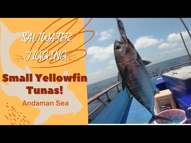 Andaman Sea - Small Yellowfin Tunas on jig