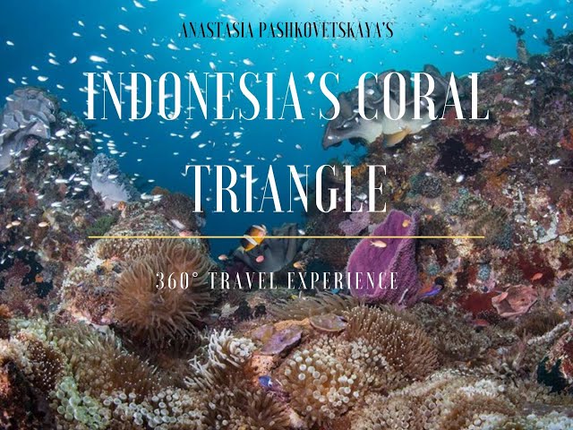 Dive into Indonesia Coral Triangle - 3D 360° Travel Experience