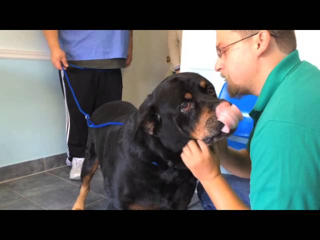 Miami man reunited with his missing dog after 8 years