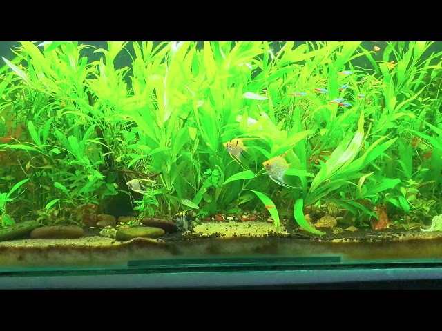 Community Planted Tank