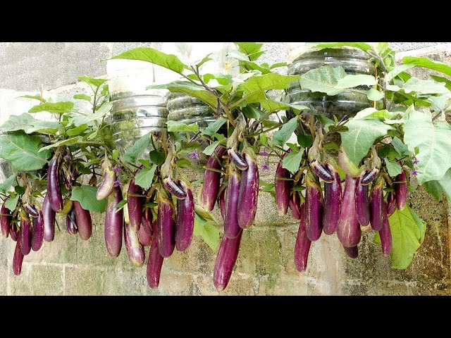 The most amazing, easy and high-yield vegetable growing ideas at home