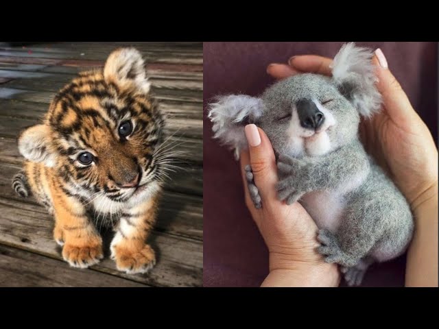 Cute Baby Animals Videos Compilation | Funny and Cute Moment of the Animals #14 - Cutest Animals