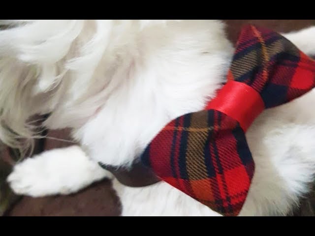 DIY Christmas Bow  Tie for Fur Kids