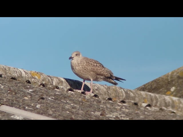 young seagull standing around on the roof