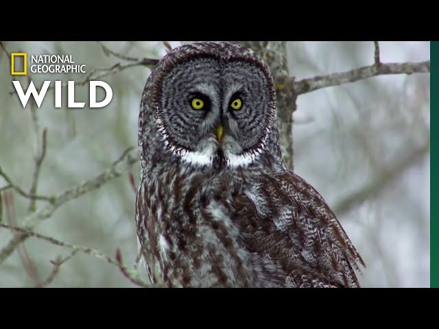 Owls Have Superior Senses | Nat Geo WILD