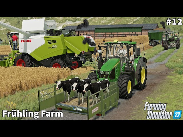 Moving Calf, Barley & Wheat Harvesting│Frühling│FS 22│Timelapse#12