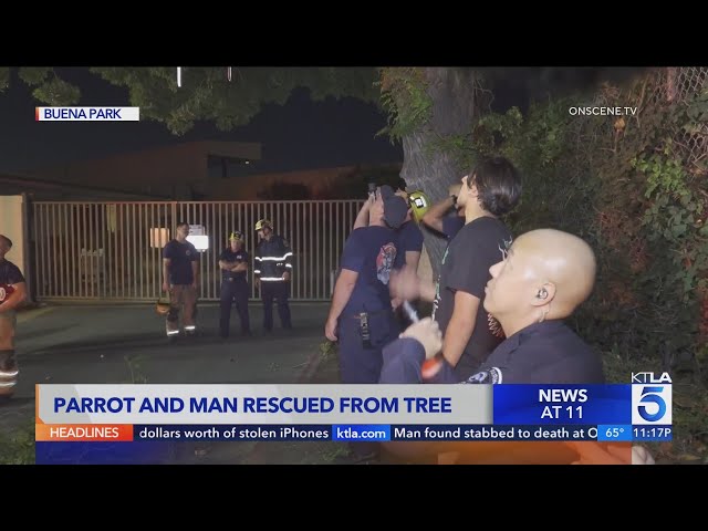 Parrot and man rescued from tree in Orange County