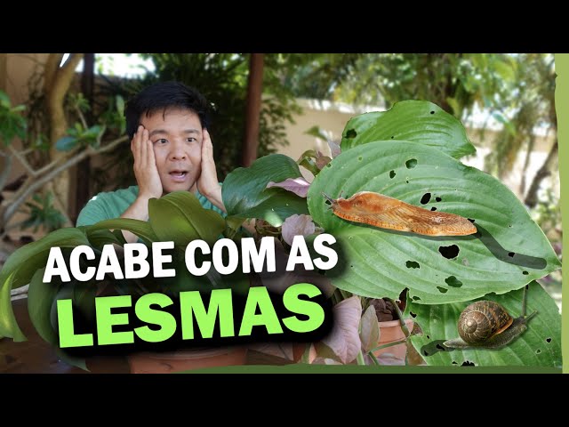 LESMAS E CARACÓIS: 3 Técnicas para acabar com eles