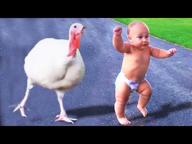 🔴 [LIVE] Funniest Baby And Animals Playing Together Compilation - Funny Babies Video || Cool Peachy