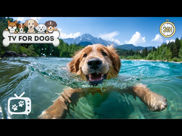 🔴 DOG TV: The BEST Fun Entertainment for Bored Dogs with Music for Dogs • Relax Your Dogs Music