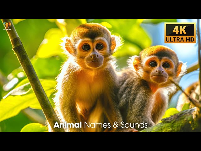 4K Ultra HD Animal Names & Sounds