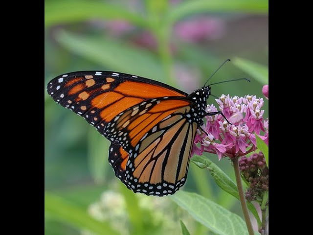 The Magic of Milkweed (Asclepias) Pollination