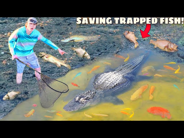 Saving Fish TRAPPED in ALLIGATOR MUD PIT!