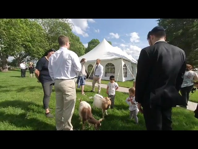 Wedding goats